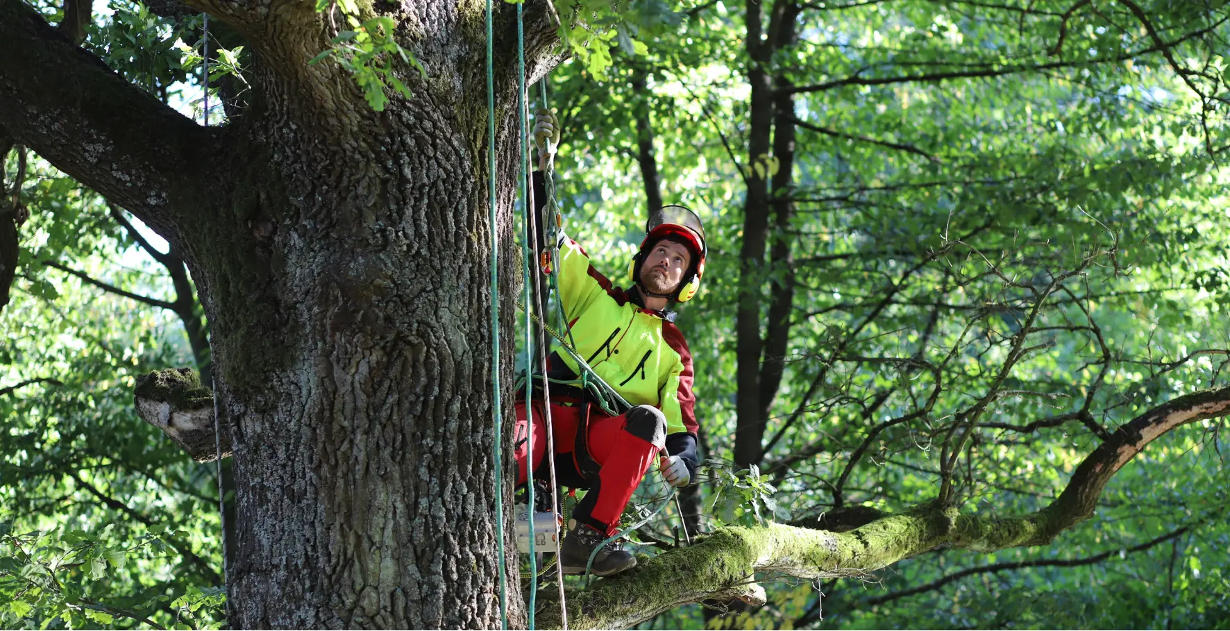 Arborista Michal Straka při práci ve koruně dubu